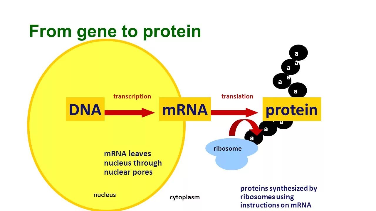 Представители ДНК протеинов. From DNA to Protein. Gene klotta. Вупурессо Gene. Dna перевод