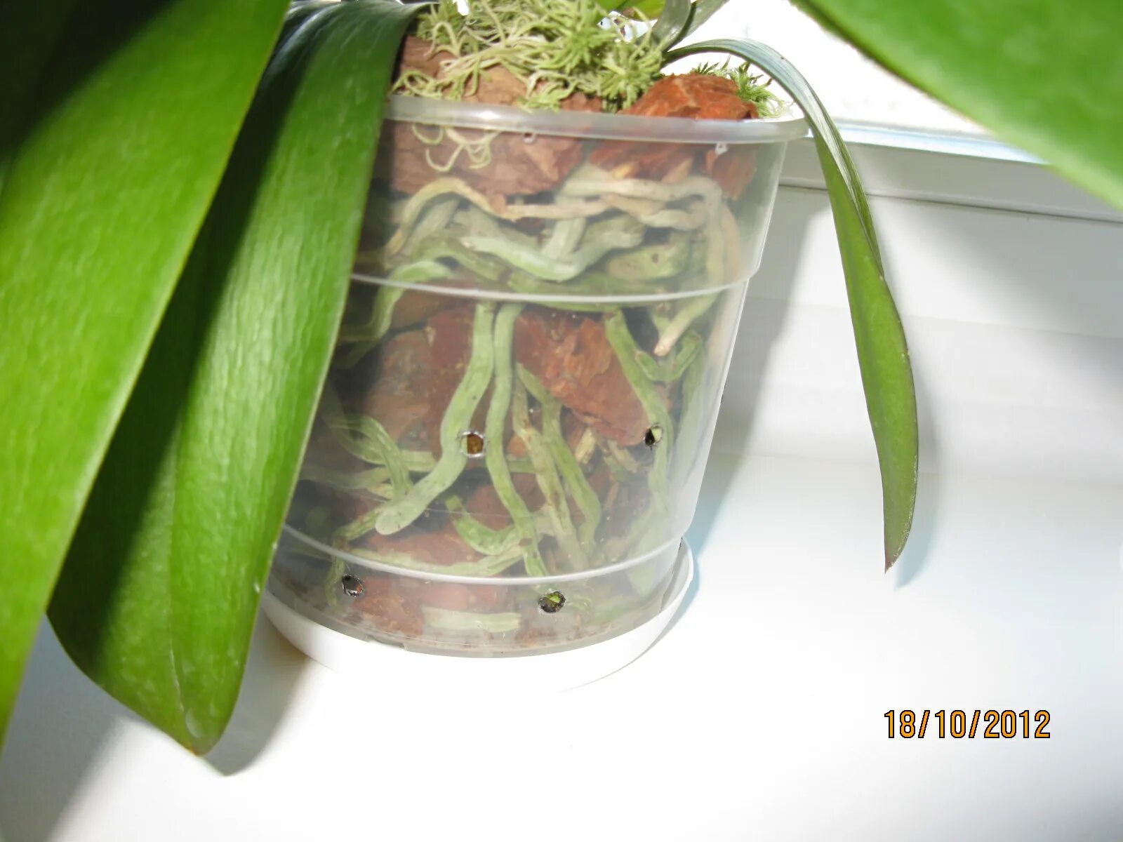 орхидеи фаленопсис торчащие корни. орхидея фаленопсис корни. живые корни орхидеи. полив орхидеи. корни орхидеи в горшке.