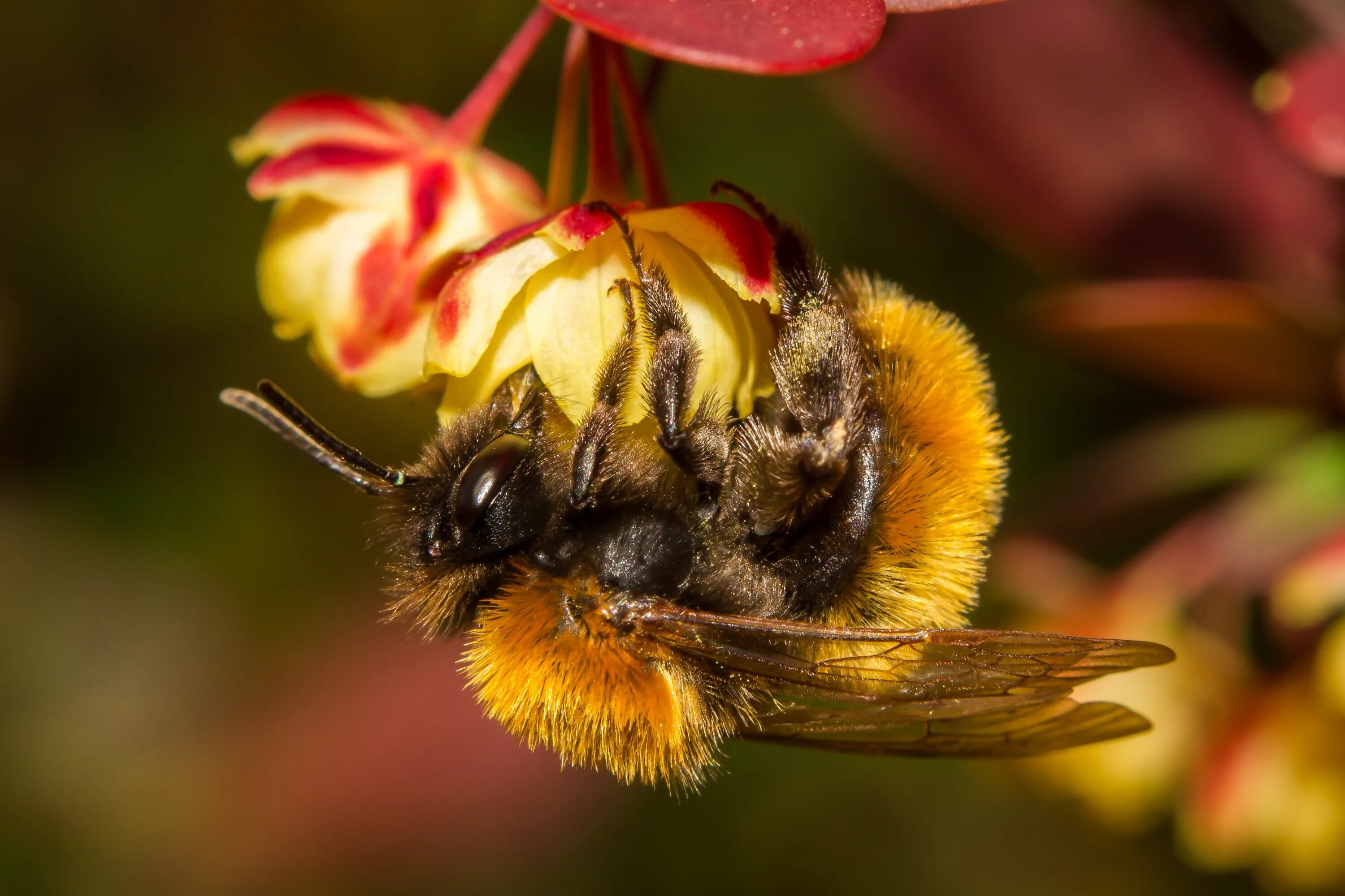 Шафранный Шмель. Насекомые опылители Шмель. Шмель Шренка. Bombus pratorum-Шмель Луговой. Жигулевское опылители