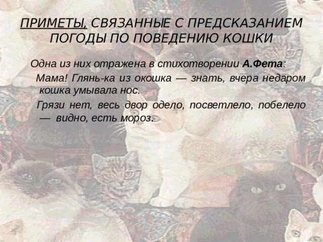 Кошка умывается примета. Приметы связанные с кошками. Приметы связанный с кошками. Приметы про кошек. Поведение кошки и приметы.