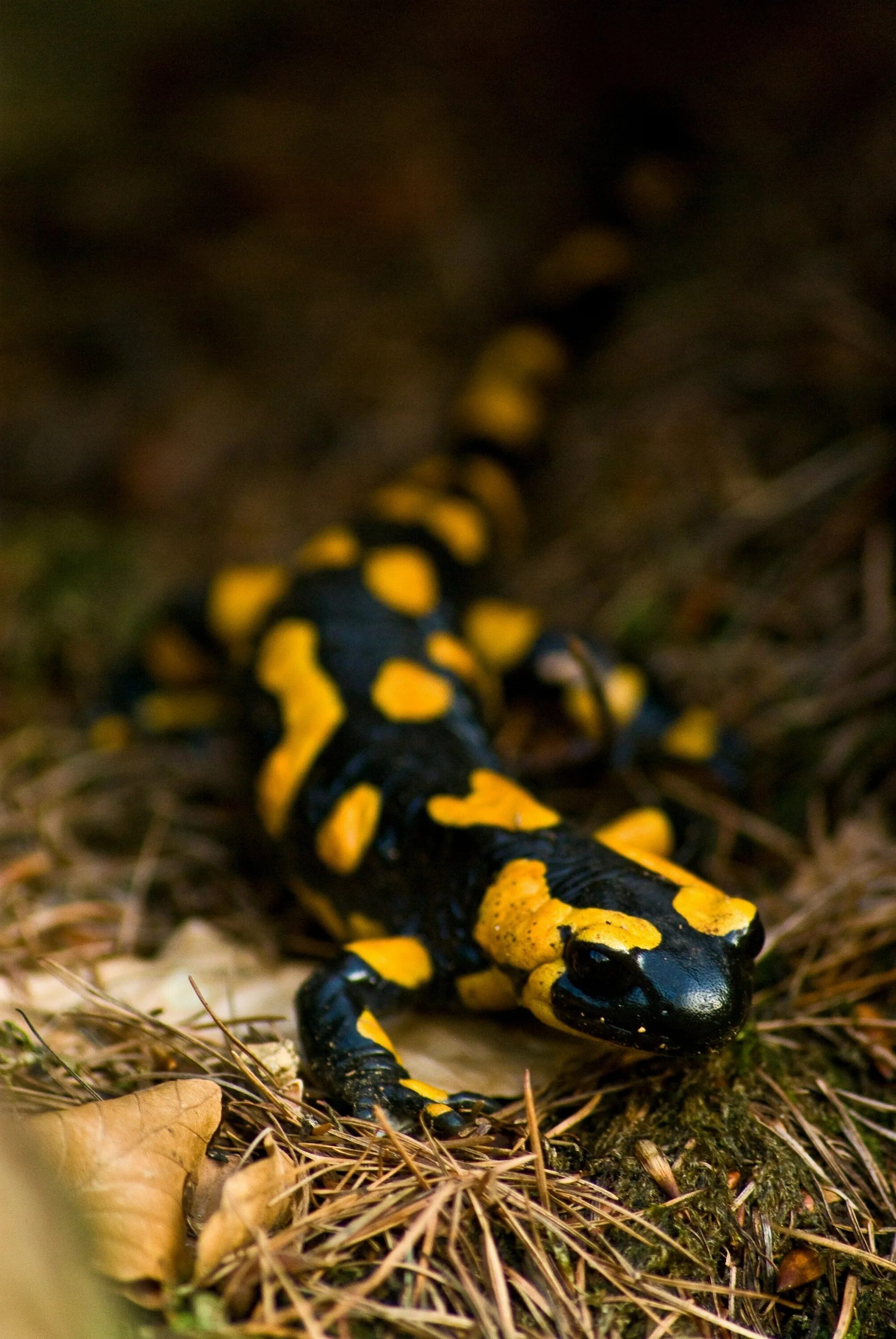 Огненная ящерка. Огненная саламандра. огненная саламандра salamandra salamandra. саламандра — огненная ящерица. огненная саламандра хвостатые земноводные.