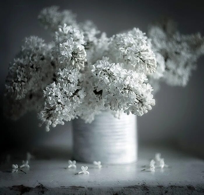 натюрморт в серых цветах. натюрморт. маки натюрморт. натюрморт. натюрморт с цветами.