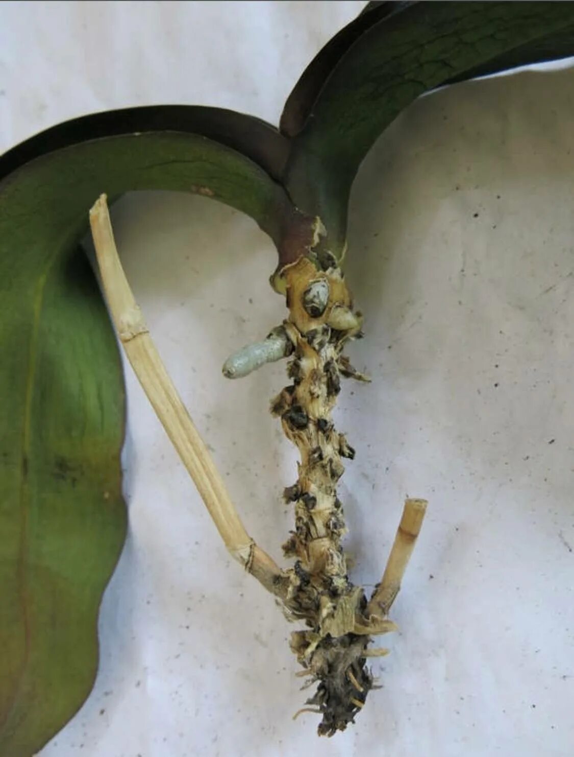 Орхидея фаленопсис корни. Орхидея фаленопсис гнилые корни. Детки орхидеи фаленопсис на цветоносе. Ризоктониоз орхидеи фаленопсис.