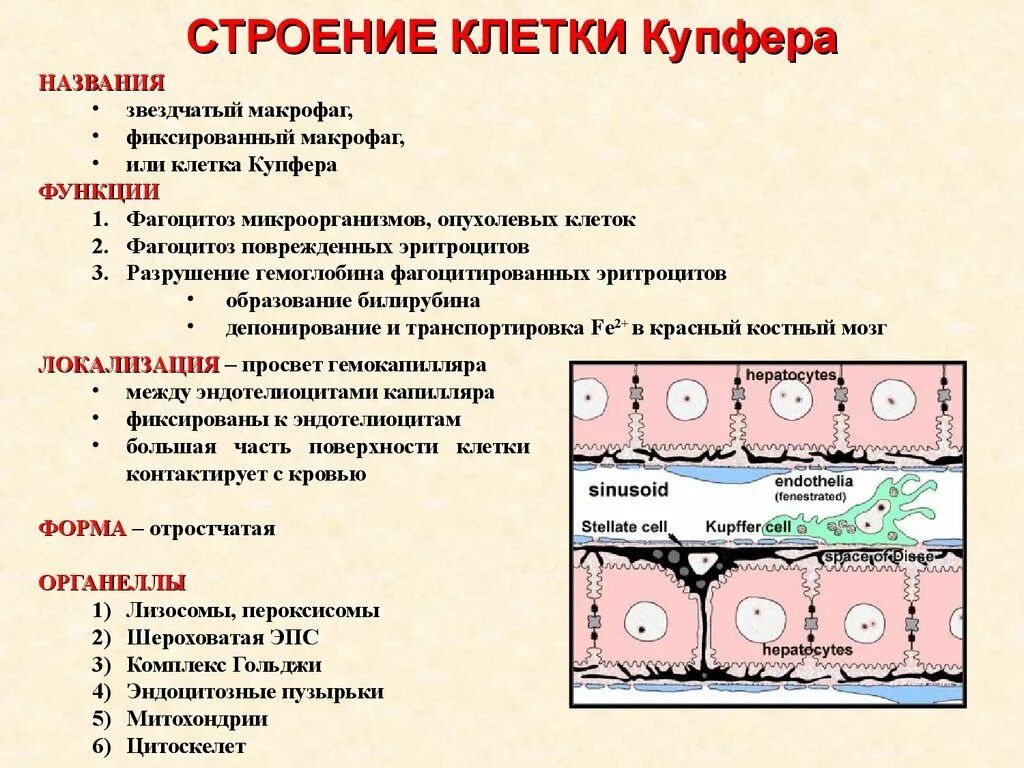 Купферовские клетки печени. Клетки Купфера в печени функции. Клетки Высоковича Купфера. Клетки Купфера гистология.