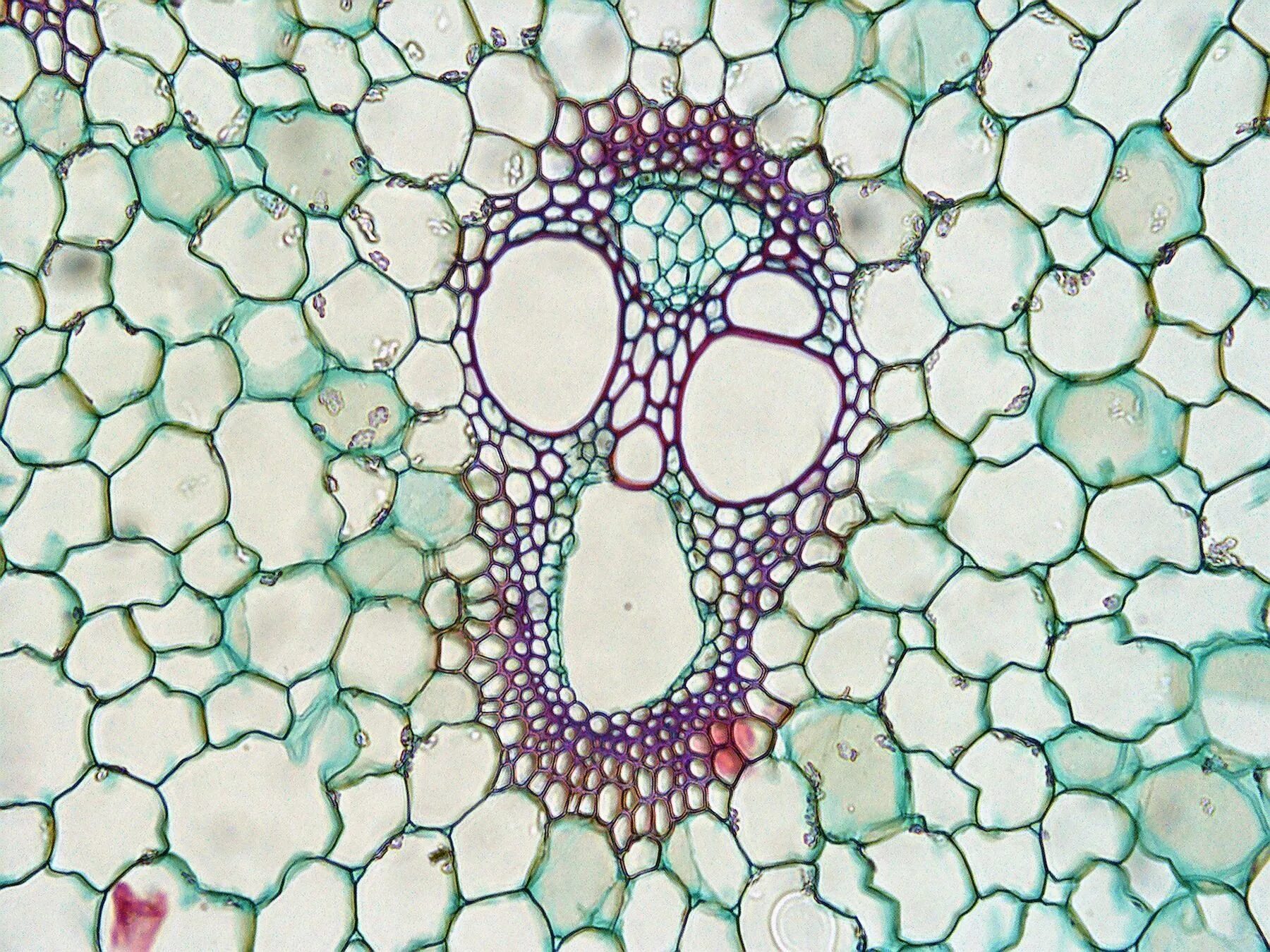 Микрофотография среза листа. Микропрепарат эпидермис листа герани. Флоэма растений под микроскопом. Микрофотографии тканей растений. Микропрепарат листа герани.