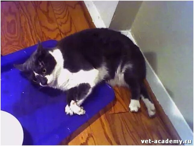 Кот конвульсии. Эпилептический припадок у кота. судороги у животных у кошек.