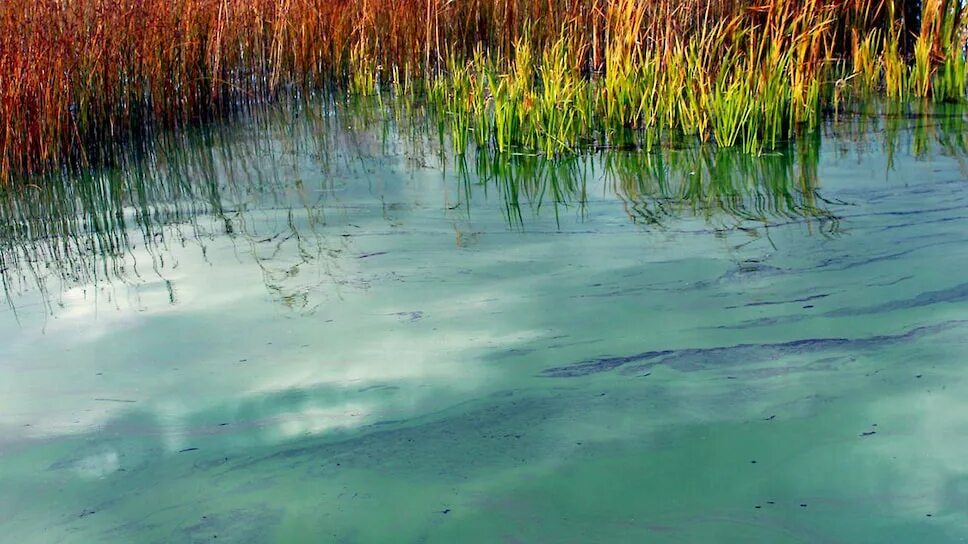 Зеленая вода в озере. Цветение водоемов эвтрофикация. Сине-зеленые водоросли Тамбукан. Синезеленые водоросли Волга. Цветение воды цианобактерии.