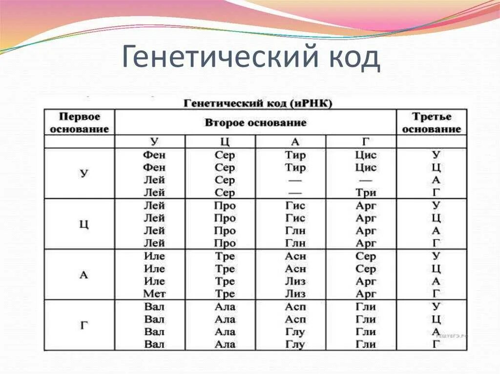 Генетический код триплет нуклеотидов. Таблица кодонов аминокислот РНК. Генетический код таблица биология 10 класс. Таблица ИРНК аминокислотного кода генетического кода. Таблица триплетов генетического кода и РНК.