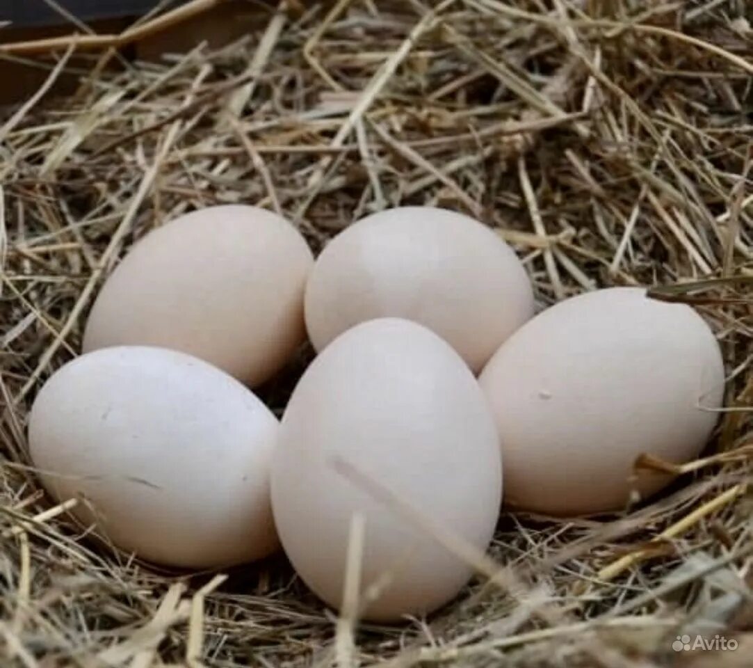 Купить яйца брама. Яйцо инкубационное Брама. Инкубационное яйцо Хайсекс Браун. Инкубационное яйцо кур Брама. Яйцо от курицы Брама.
