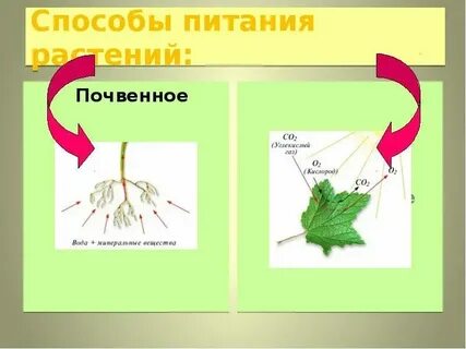 Зеленые растения по способу питания