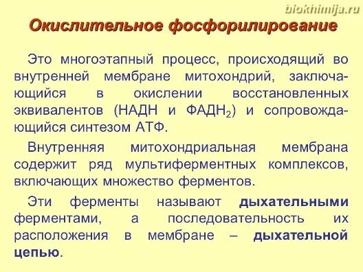 Окислительное фосфорилирование это процесс он является. Окислительное фосфорилирование. окислительное фосфорилирование это процесс. регуляция окислительного фосфорилирования. коэффициент фосфорилирования ро.