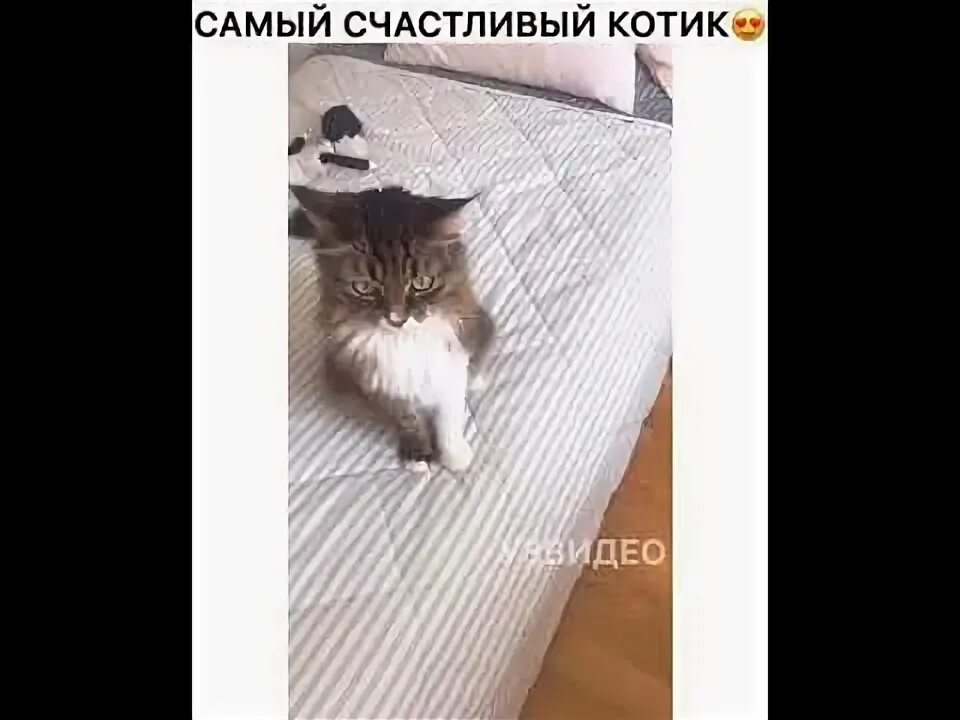 Котик скажи мяу