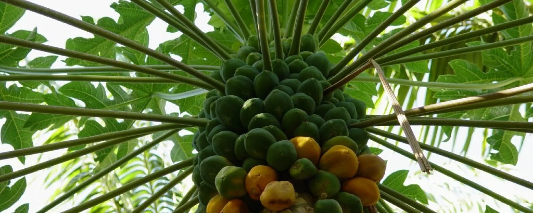 Papaya Live Fruit Tree (6 inch -2 ft tall) Exotic Fruit