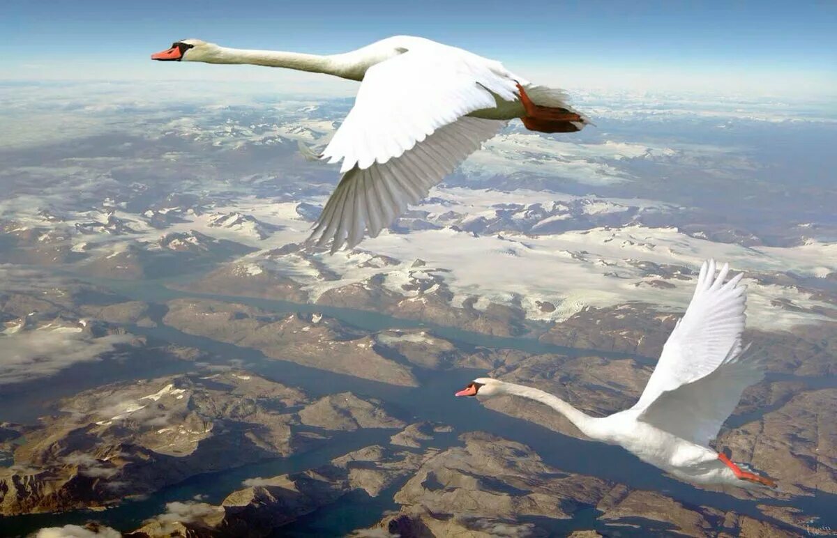 Лебеди летят. Лебедь в полете. Полет лебедя. Лебеди в небе.