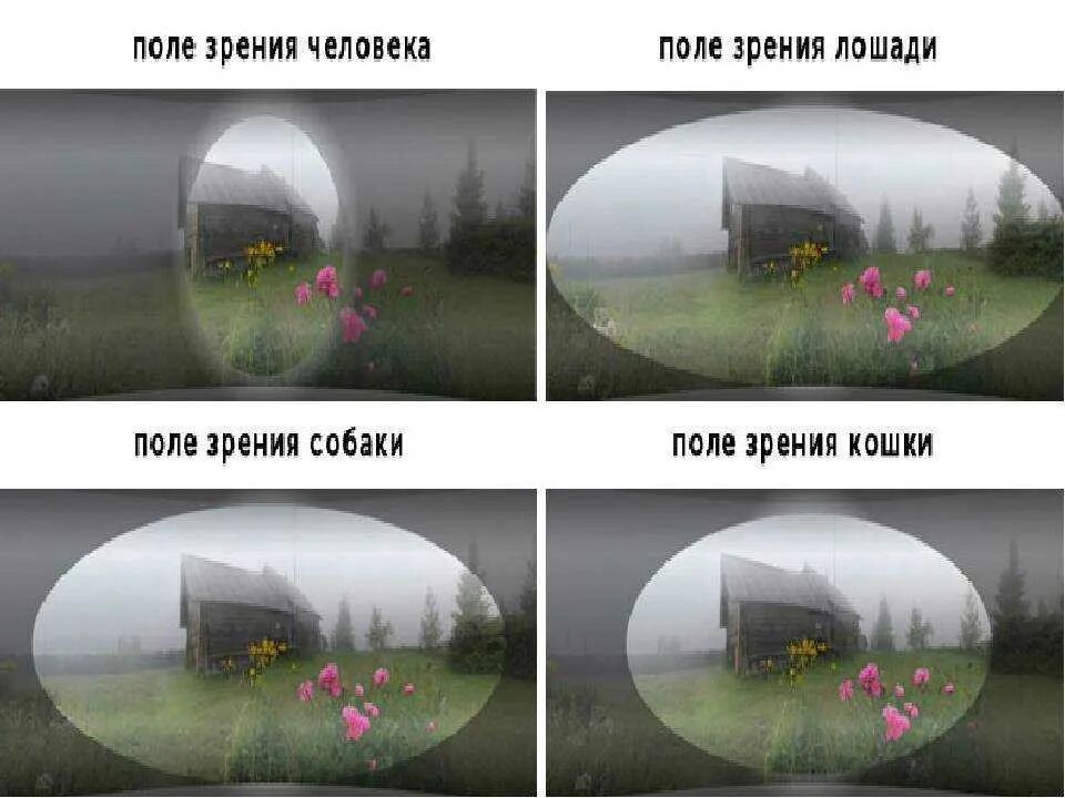 Какого цвета не стало. Как видят собаки. Как собака видит человека. Как видят мир собаки. Как видит кот.