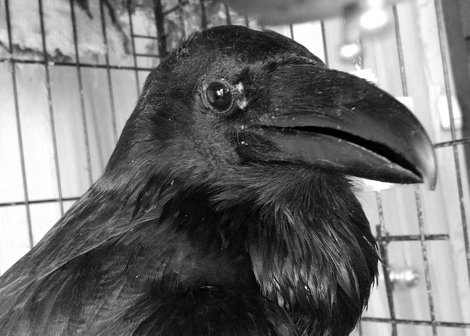 Клюв ворона. Алтай большой старый черный ворон. Corvus corax птица. Ворон клюв. Иссиня-черный грач.