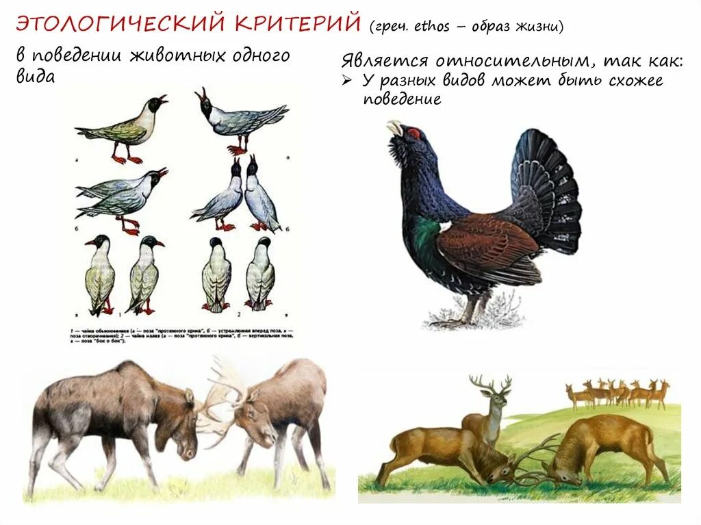 Этологический критерий. Этологические признаки это. Биохимический вид биология примеры. Этогологический критерий. Этологический критерий.