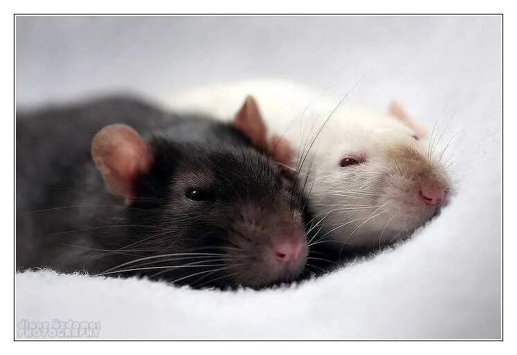 забавные крысы. 2 крысенка. крыски эстетика. крысята обнимаются. две крыски.