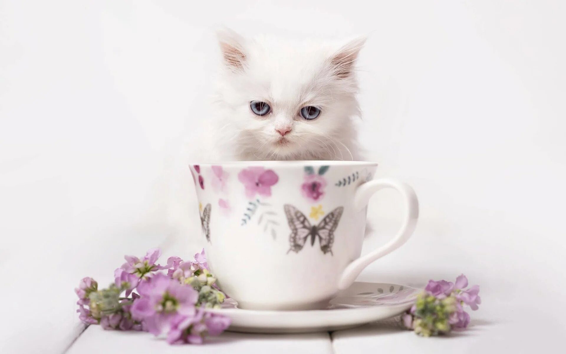Котенок утром картинка. Доброе утро котенок. котенок в чашке. чашка с кошкой. милые котики в чашке.