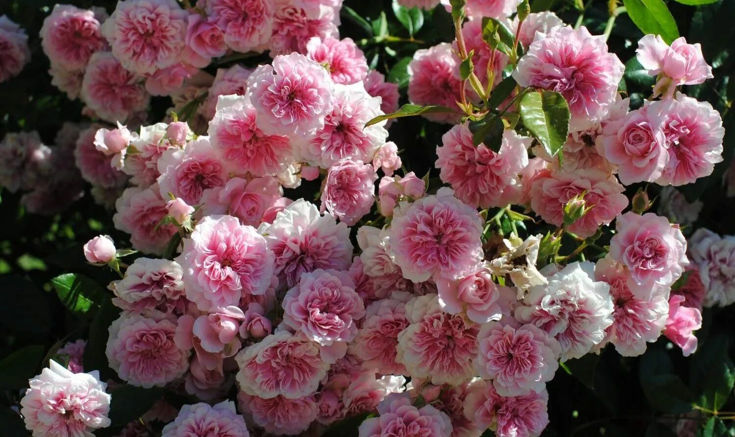 Мускусные розы сорта. Мускусные розы. Розы ленса мускусные гибриды. Мускусные розы сорта. Мускусные розы сорта.