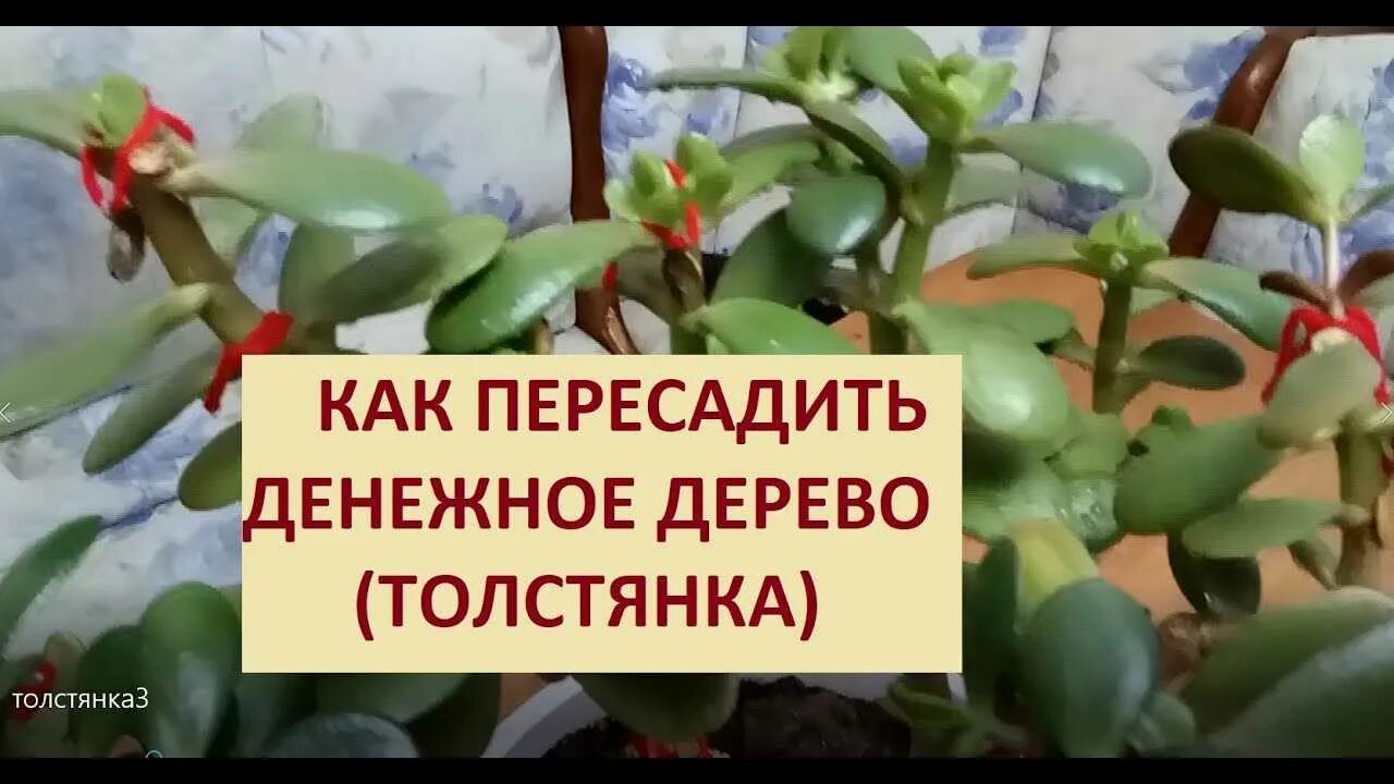 Толстянка как пересадить правильно. Толстянка денежное дерево в горшке. пересадить денежное дерево. пересаживание толстянки. как пересаживать денежное дерево в домашних условиях.