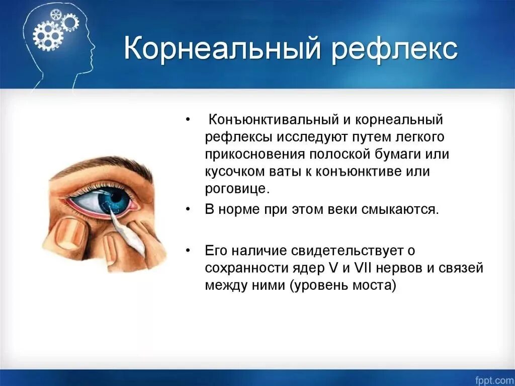 Конъюнктивальный рефлекс в норме. Корнеальный рефлекс методика исследования. Корнеальный и конъюнктивальный рефлексы в норме. Мигательный и роговичный рефлекс.