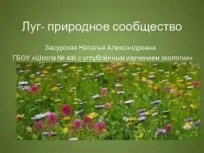 Изучение природного сообщество луга