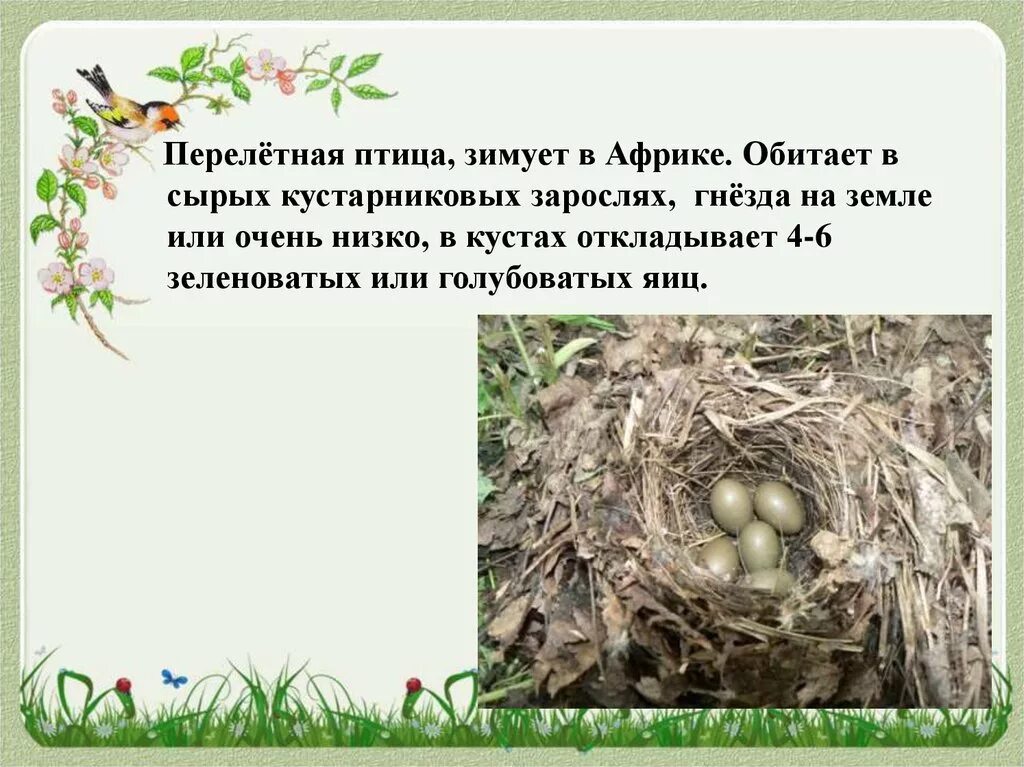 Птица строит гнездо. Гнездо перелетных птиц. Презентация гнезда перелетных птиц. Жилище перелетных птиц. Гнезда водоплавающих птиц.