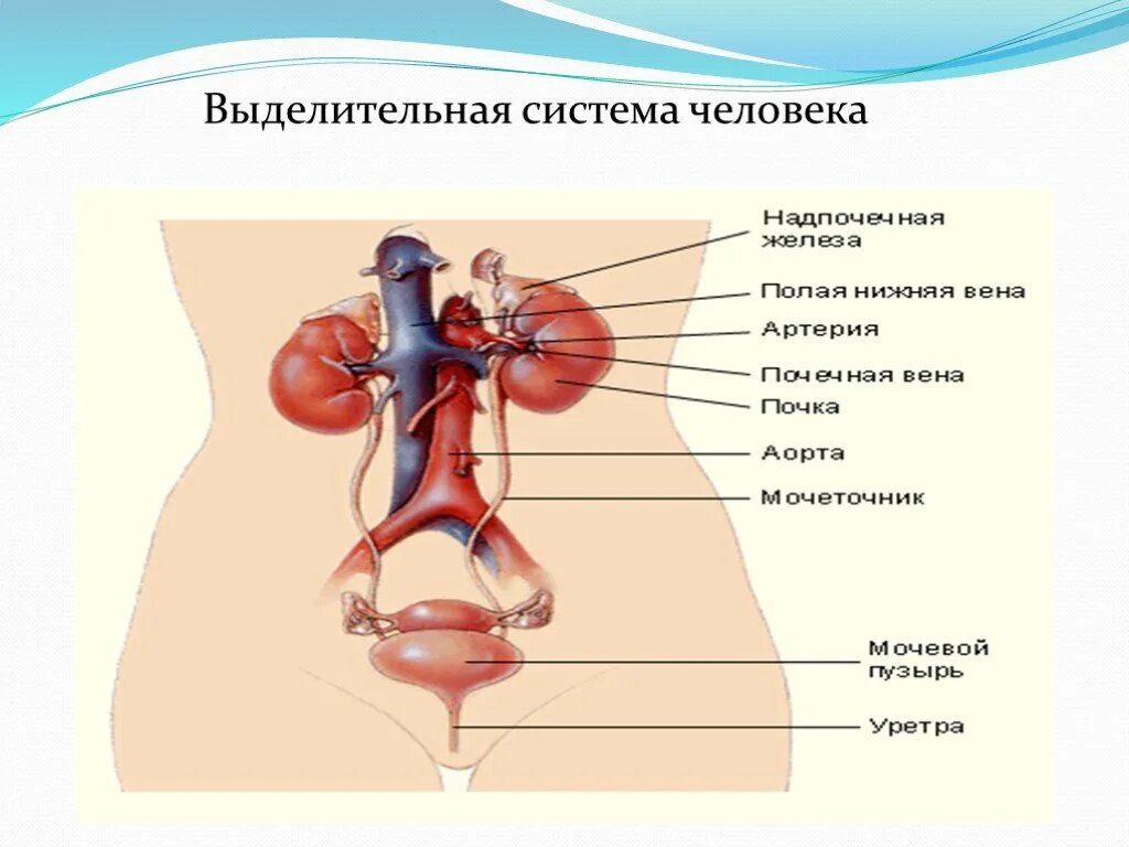 Изобразить выделительную систему