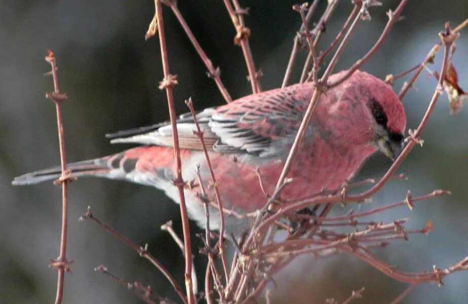 Серо розовая птица. Птичка с розовым брюшком. Зимняя птица с розовой грудкой. Маленькая розовая птичка. Розовый Воробей.