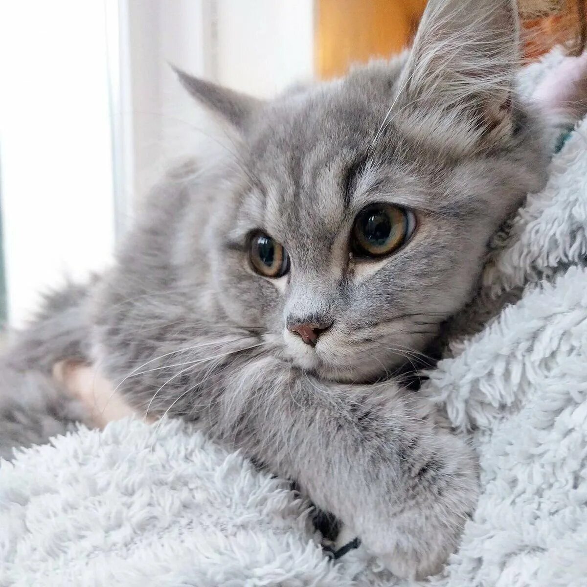 Сибирская короткошерстная кошка серая. Сибирская кошка короткошерстная. Дымчатая кошка беспородная. Бело серая кошка. Взрослая кошечка