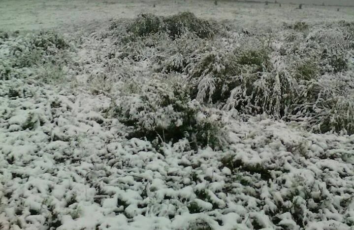 Закаменск снег выпал. Град в Окинском районе. Где в Бурятии выпал снег. Снег в Бурятии сегодня фото. Ночью выпал снег подчеркнуть