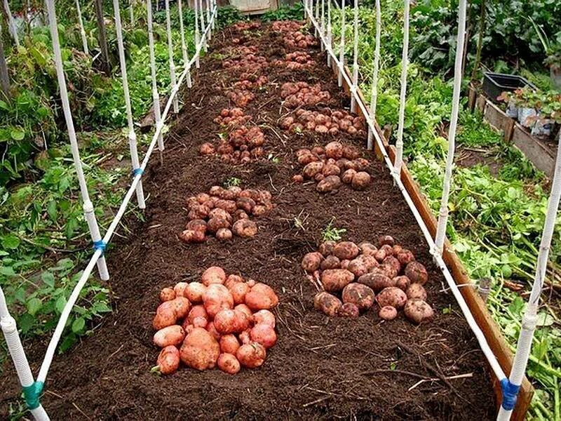 Можно ли сажать картошку после картошки. Картофель на грядке. Грядки для картошки на даче. Картошка на даче. Картошка на даче гряды.