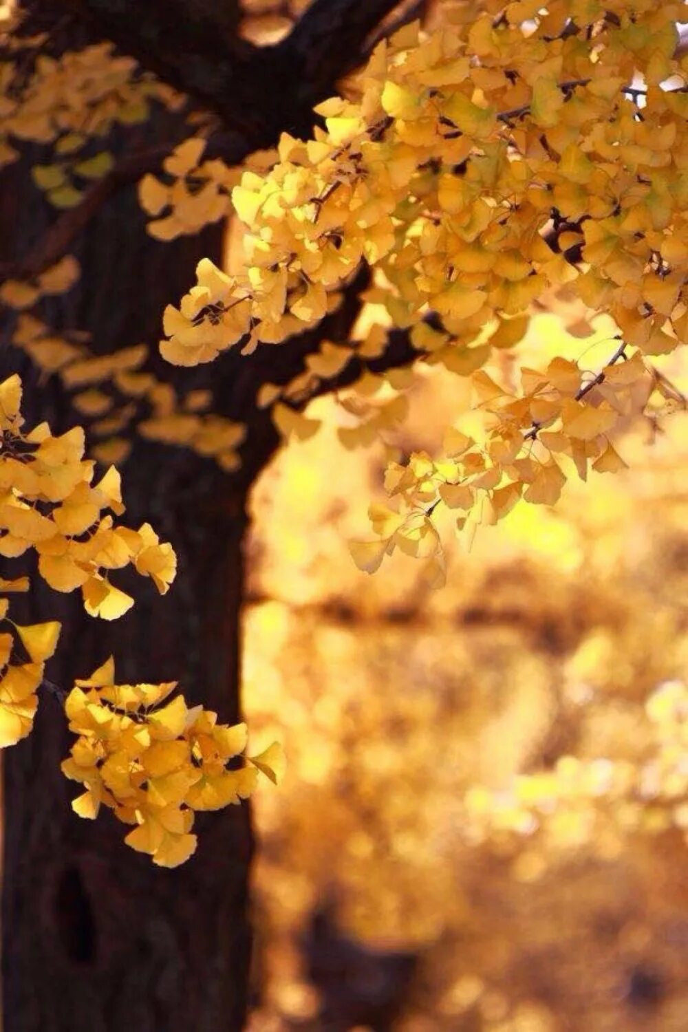 Цвет золотое дерево. Желтый в природе. Золотое дерево. Золотистый в природе. Жёлтая природа Эстетика.