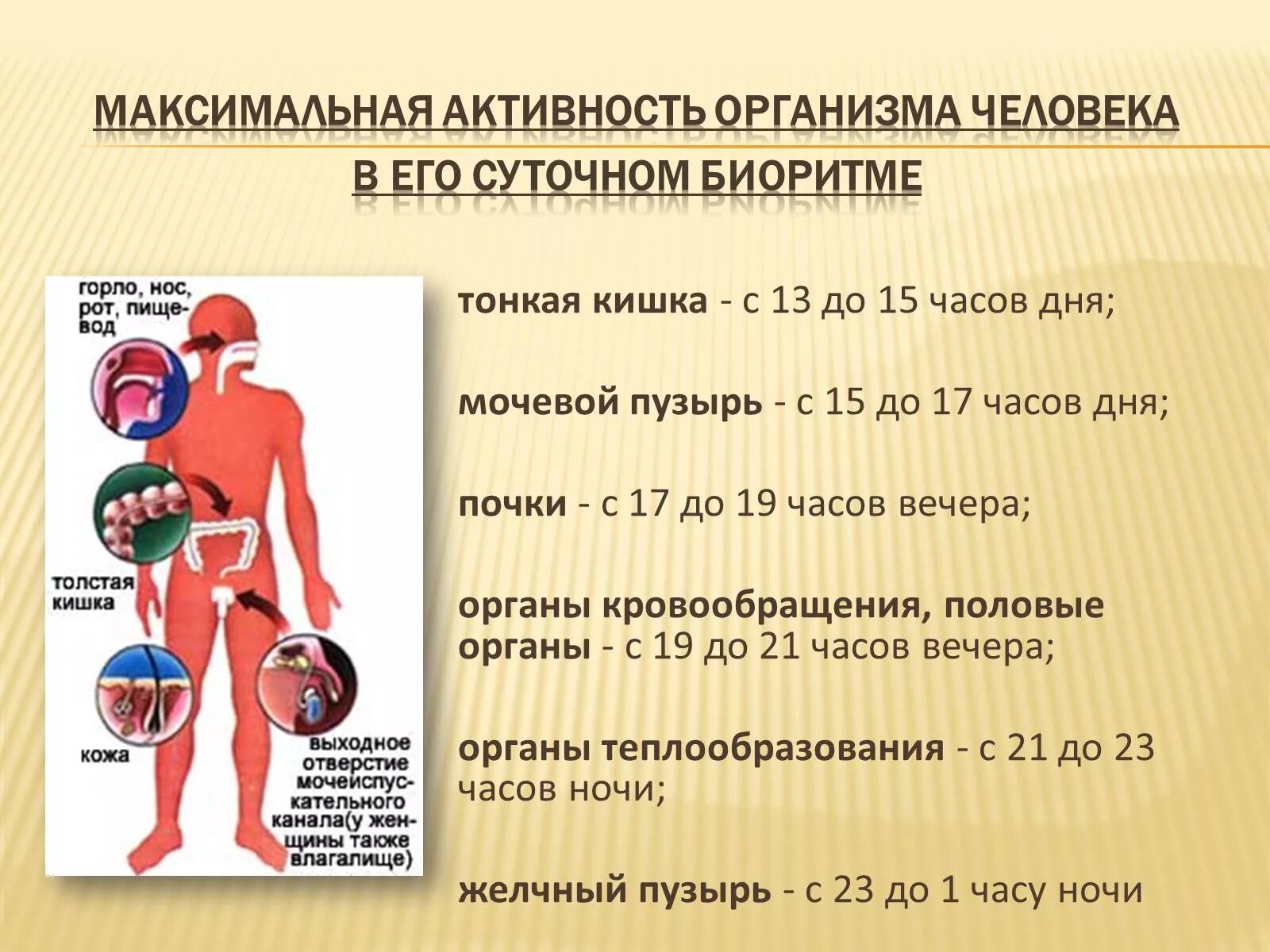 Биоритмы человека. Биоритм организма человека. Биологический ритм органов человека. Суточная активность органов человека. Биологически 5 часы