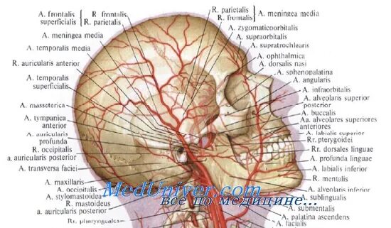 Внутренняя вена латынь. Кровоснабжение мягких тканей свода черепа. Топографическая анатомия ВСА. Топография внутренней сонной артерии. Сосуды и нервы свода черепа.