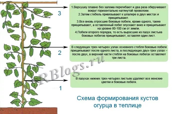 Как прищипывать огурцы в теплице. Формировать огурцы в теплице схема. Огурцы формирование куста в теплице схема. Как сформировать куст огурца в теплице схема. Схема формирования огурцов в теплице из поликарбоната.