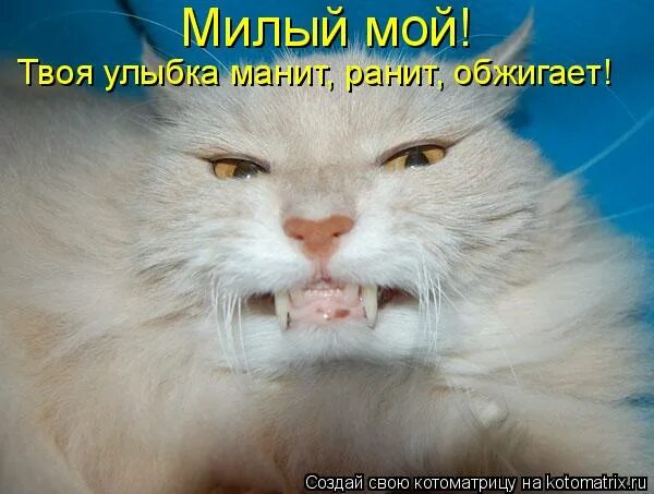 манит ранит обжигает слушать. манит ранит обжигает слушать. милый ты где. милый мой твоя улыбка манит. милый мой твоя улыбка манит ранит.