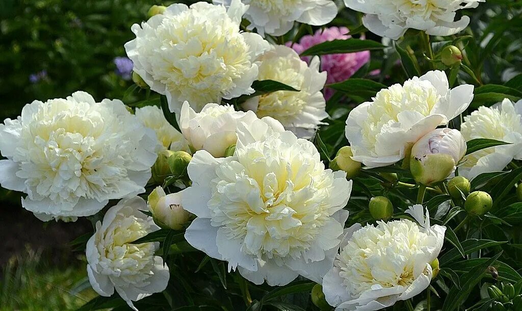 Пион Дюшес де Немур (Paeonia Duchesse de Nemours) - купить в Москве в интернет-м
