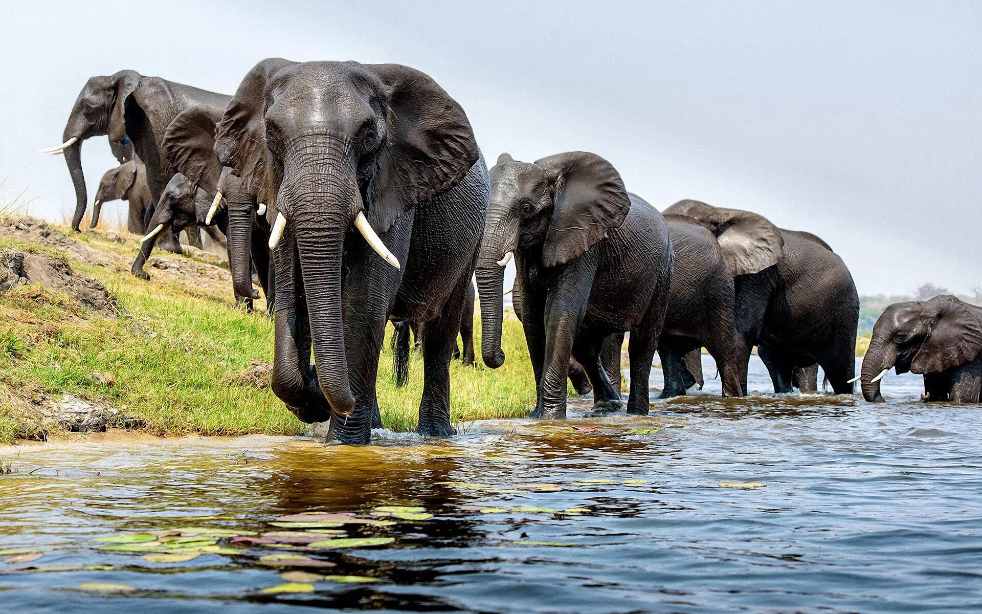 Elephant river. Слоны. Слоны в дикой природе. Слоны на водопое. Африканский слон.