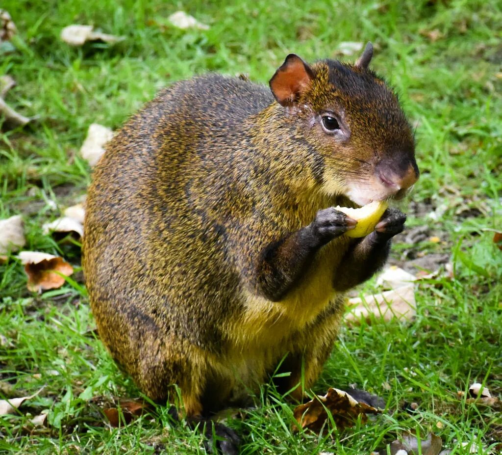 агути dasyprocta. горбатый заяц агути. оливковый агути.