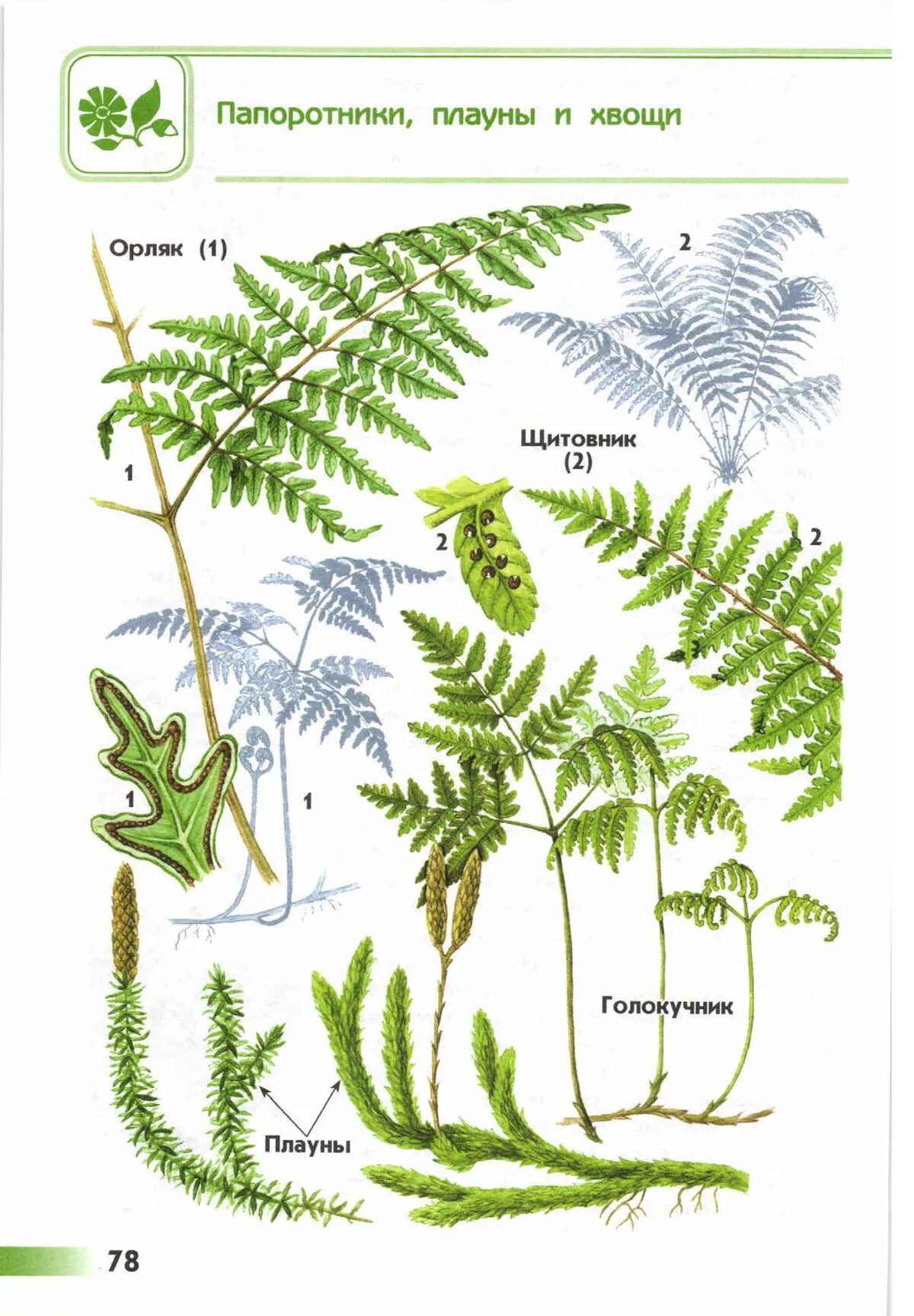 Приведите по три примера растений папоротники. Папоротниковидные хвощи. Плауны хвощи папоротники. Атлас определитель папоротники. Атлас определитель мхи.