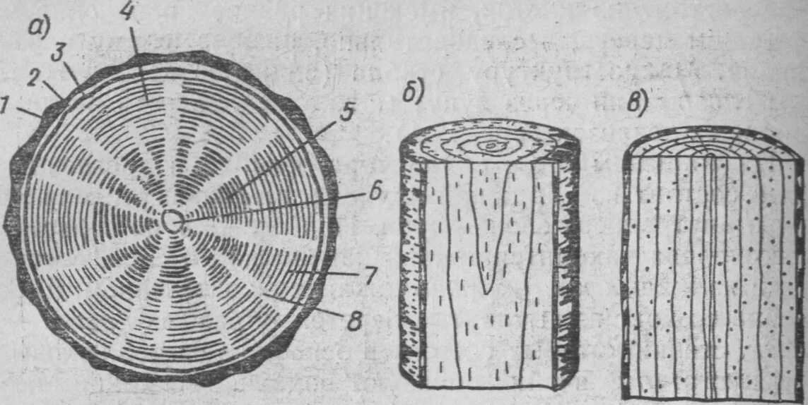 Сделайте кольцевой надрез на древесной ветки. Поперечный радиальный тангентальный разрез древесины. Макроструктура древесины поперечный радиальный тангенциальный. Поперечный и продольный срез древесины. Радиальный срез древесины сосны.