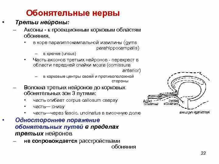 Обонятельный нерв схема пути. Обонятельный нерв анатомия схема. Путь обонятельного анализатора схема. Ход обонятельного нерва схема. 1 нерв обонятельный