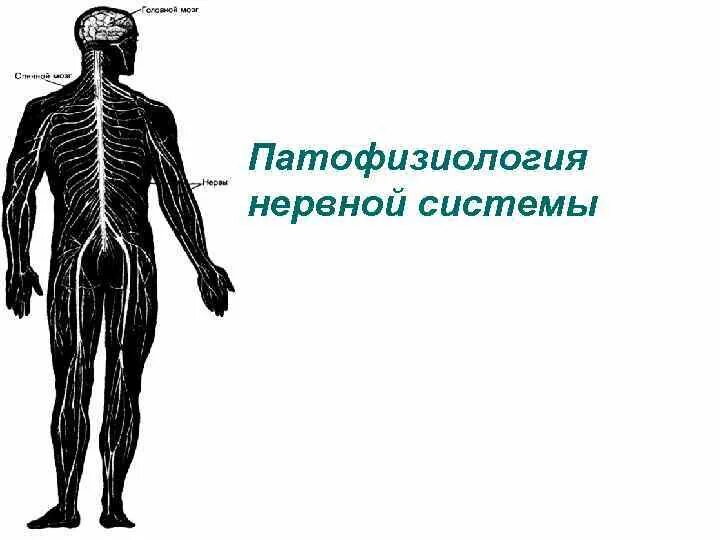 Укрепляем нервную систему 5 класс
