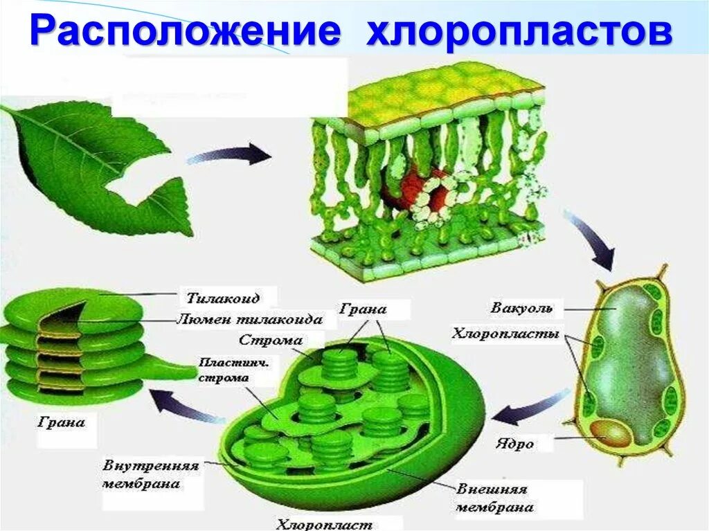 Уровень хлоропласт. Схема процесса фотосинтеза. Схема фотосинтеза 9 класс биология. Фотосинтез это в биологии. Общая схема фотосинтеза.