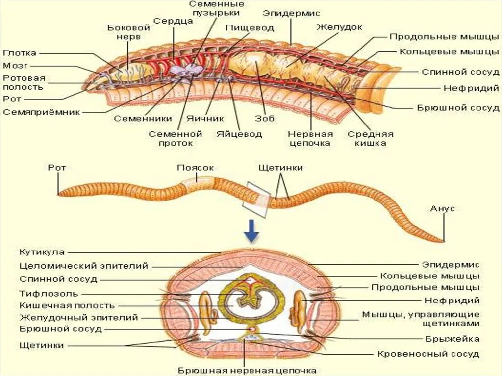 Рисунок строения червя. Строение кольчатых червей ЕГЭ. Кольчатые черви строение. Тип кольчатые черви дождевой червь. Строение кольчатых червей.