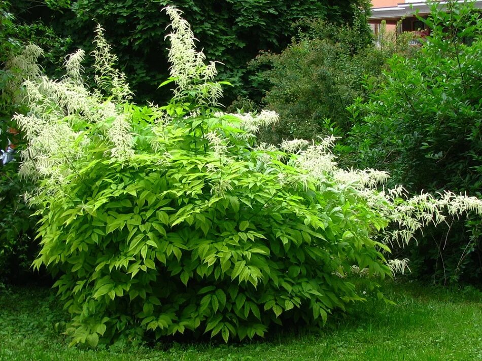 Арункус фото. Волжанка dioicus. Волжанка двудомная. Aruncus dioicus. Арункус куст.