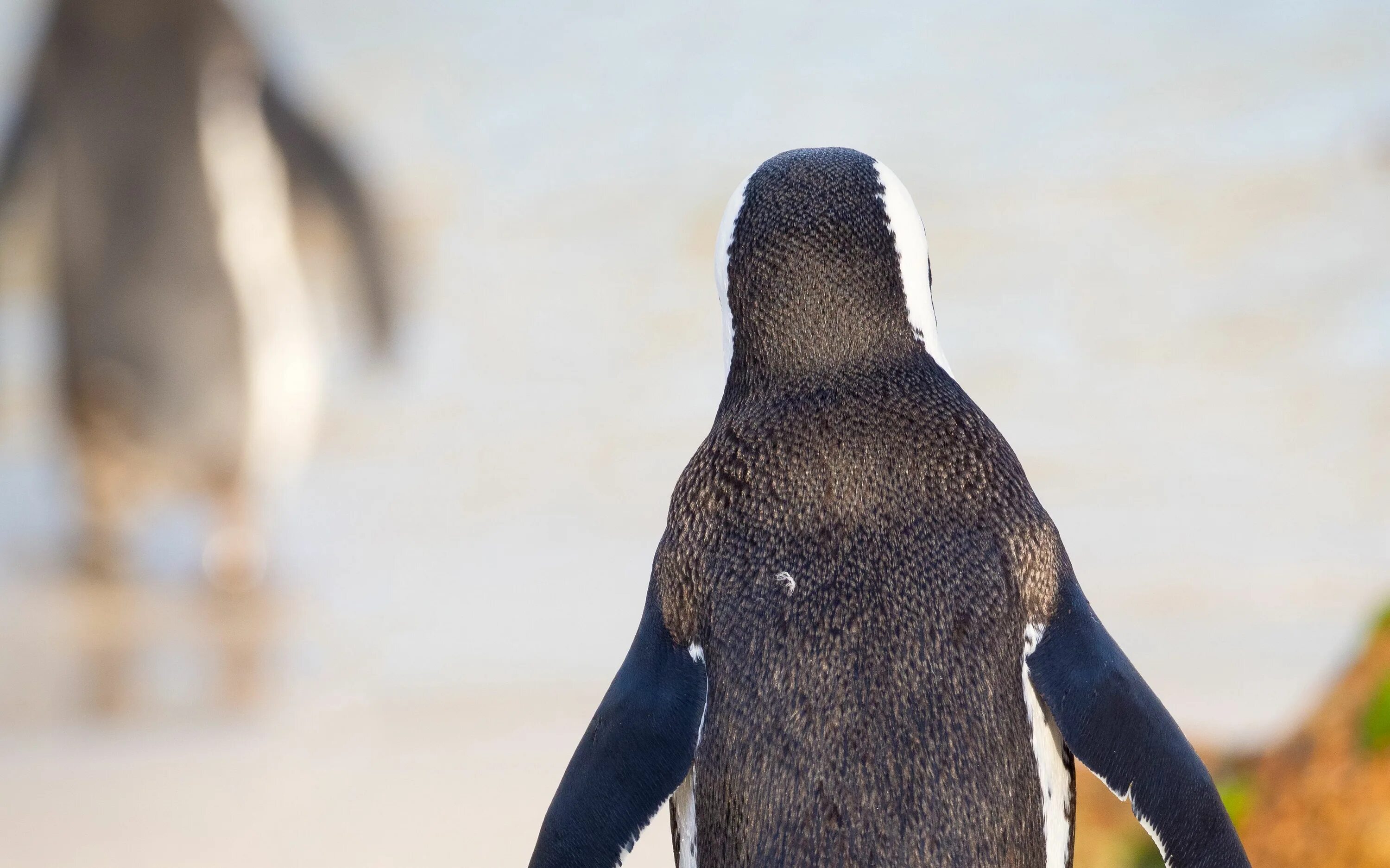 Уходящий пингвин. Пузико пингвина. Пингвин сзади. Пингвин. Пингвин со спины.