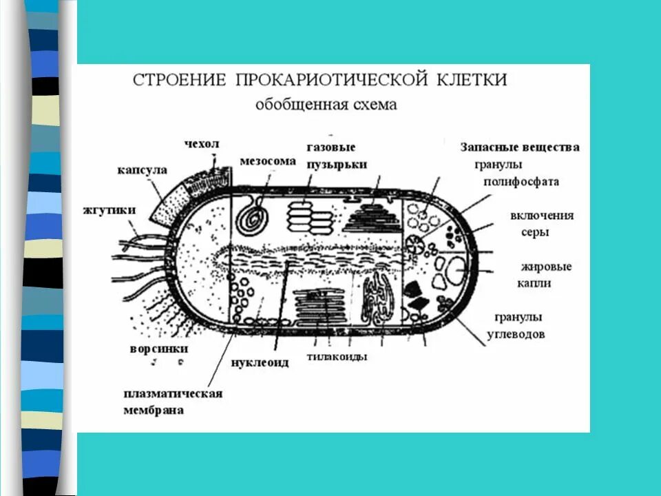 Лабораторная работа строение прокариотической клетки. Прокариотическая клетка bacteria. Обобщенная схема строения бактериальной клетки. Прокариот клеточная структура. Прокариотическая клетка бактерии строение.